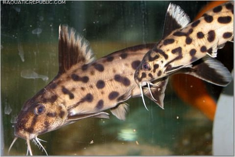 Synodontis sp. `POLLI WHITE`
